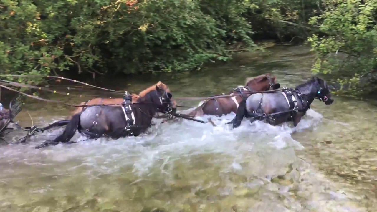 Driving A Team Of Mini Shetlands